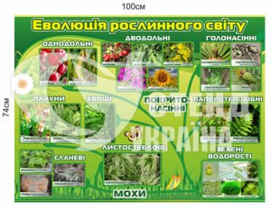 Стенд “Еволюція рослинного світу”