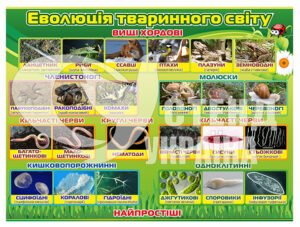 Стенд “Еволюція тваринного світу”