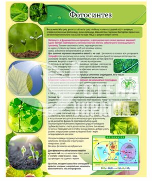 Стенд “Фотосинтез”