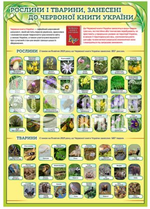 Стенд “Рослини і тварини занесені до червоної книги”
