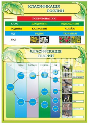 Стенд “Класифікація рослин”