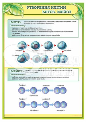 Стенд “Утворення клітин мітоз та мейоз”