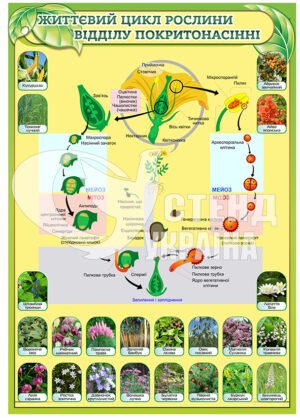 Стенд “Життєвий цикл рослини відділу покритонасінні”