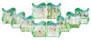 Композиція стендів з анатомії