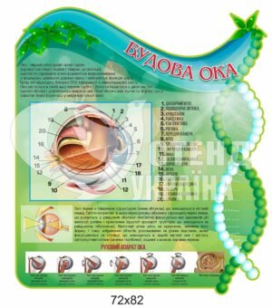 Стенд “Будова ока”