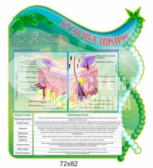 Стенд “Будова шкіри”