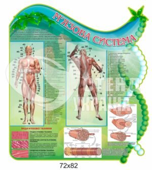 Стенд “М’язова система”