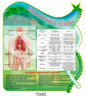 Стенд “Ендокринна система”