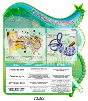 Стенд “Слухова система”