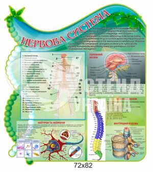 Стенд “Нервова система”