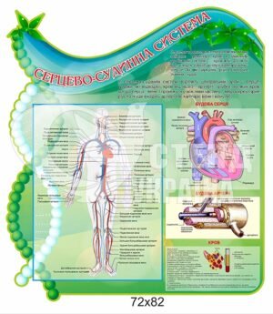 Стенд “Серцево-судинна система”