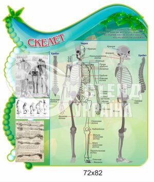 Стенд “Скелет”