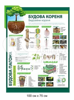 Пластиковий стенд “Будова кореня”