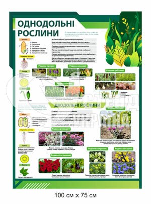 Пластиковий стенд “Однодольні рослини”
