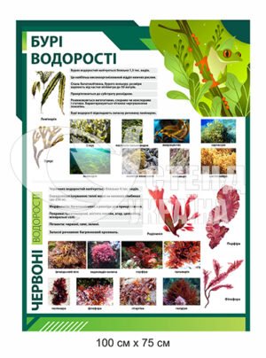 Пластиковий стенд “Бурі водорості”
