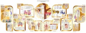 Пластикові стенди з анатомії