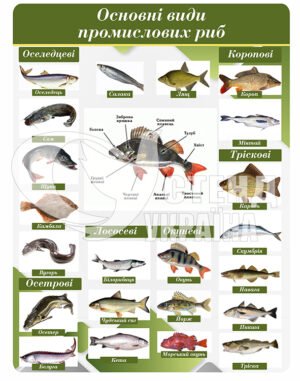 Стенд “Основні види промислових риб”