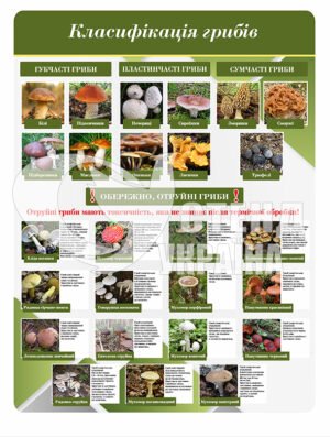 Стенд “Класифікація грибів”